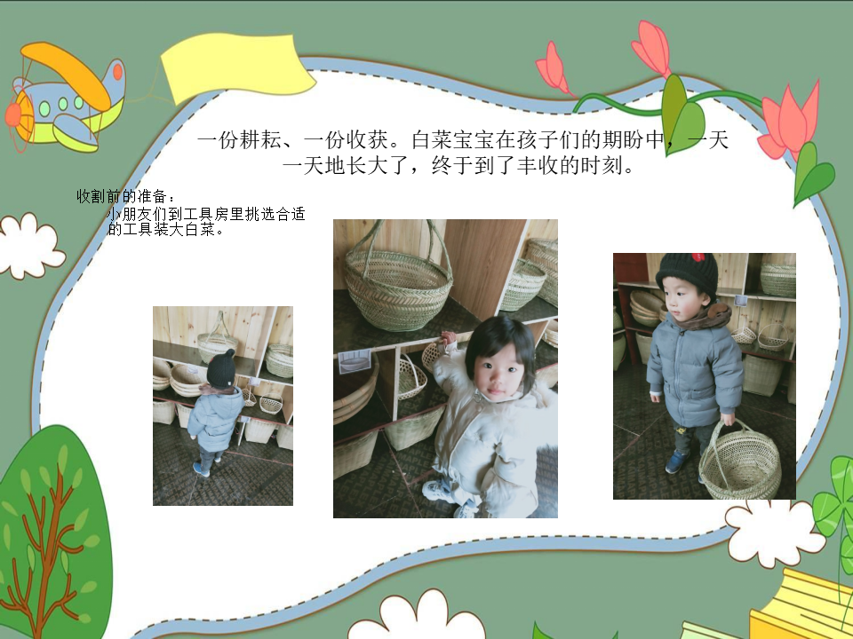 幼儿园课程故事《我爱大白菜》_幼儿园班本课程_11.png