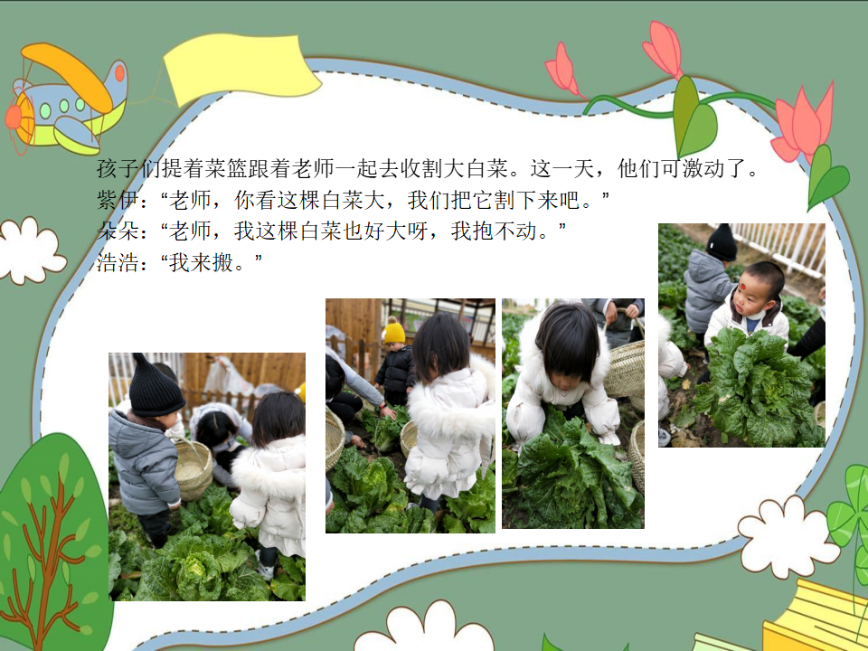 幼儿园课程故事《我爱大白菜》_幼儿园班本课程_12.png