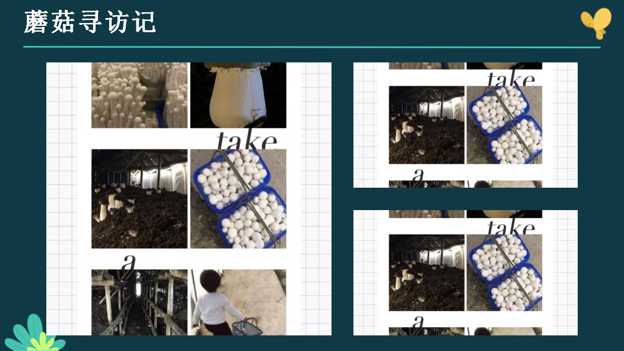 幼儿园小班班本课程《蘑菇嘉年华》16页_幼儿园班本课程_11.png