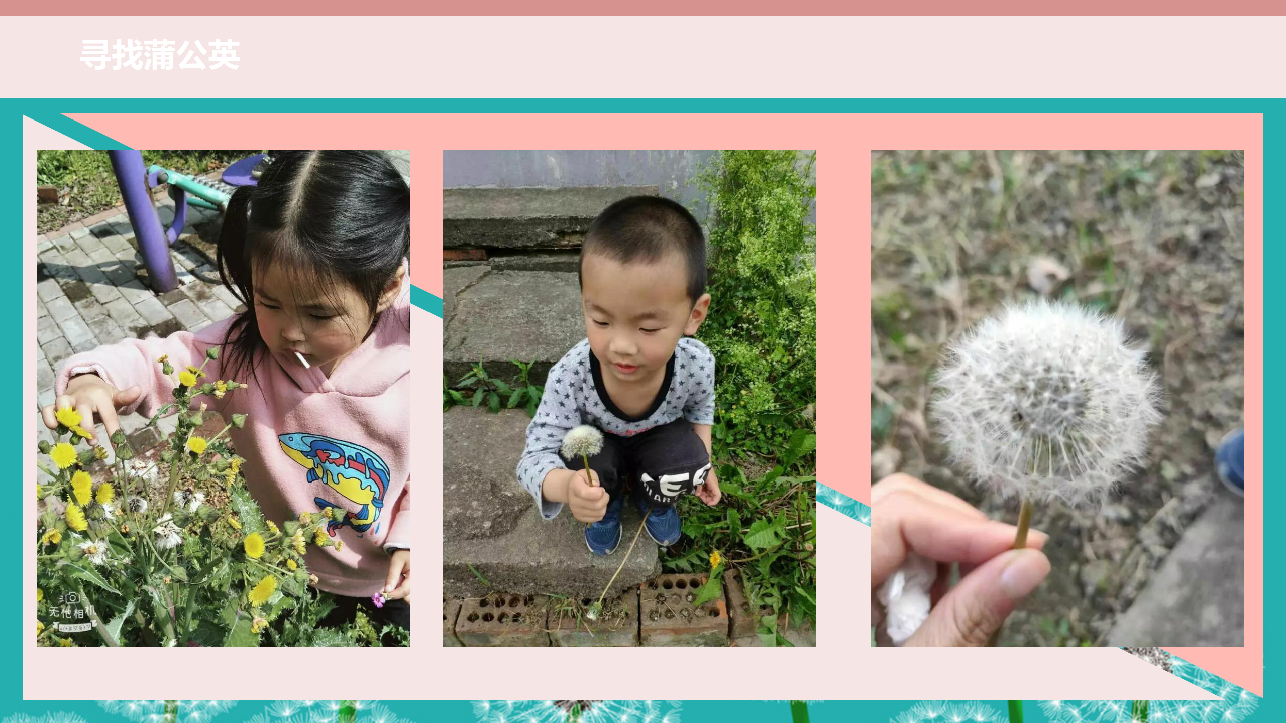 中班班本课程《蒲公英的约定》17页_幼儿园班本课程_15.png