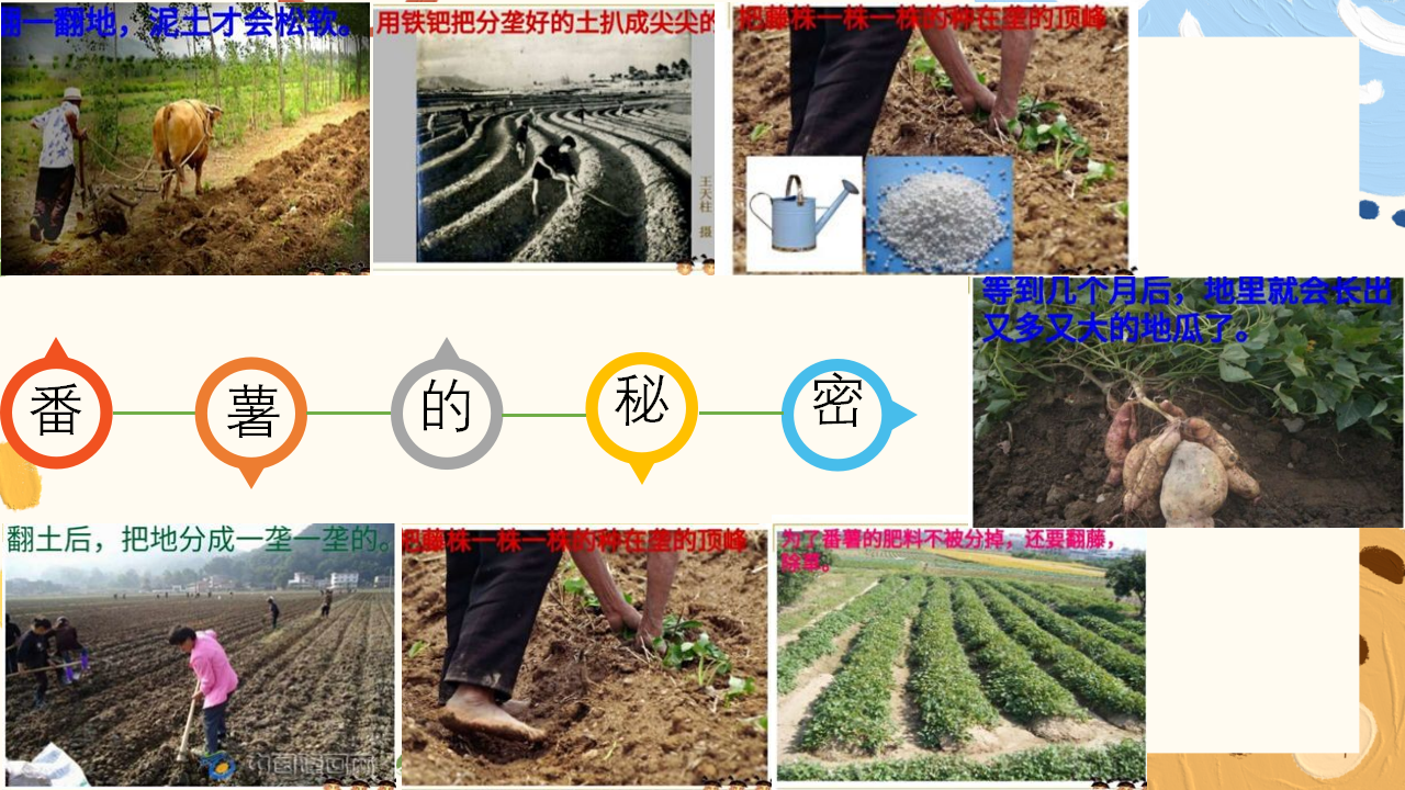 中班班本课程《“薯”与你》23页_幼儿园班本课程_11.png