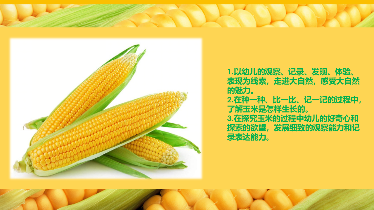 中班班本课程《玉米的秘密》18页_幼儿园班本课程_06.png