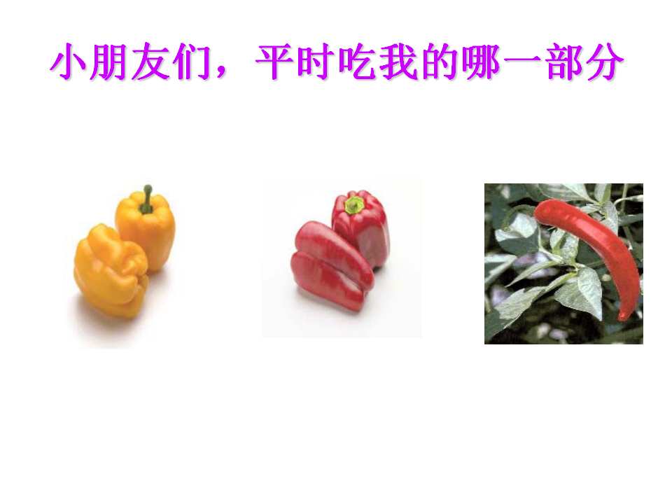 小班音乐《可爱的蔬菜宝宝》课件_10.png