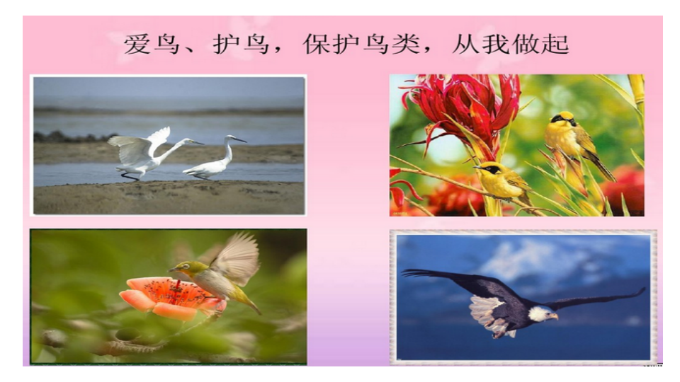 大班社会《鸟儿是我们的好朋友》微课件_40.png
