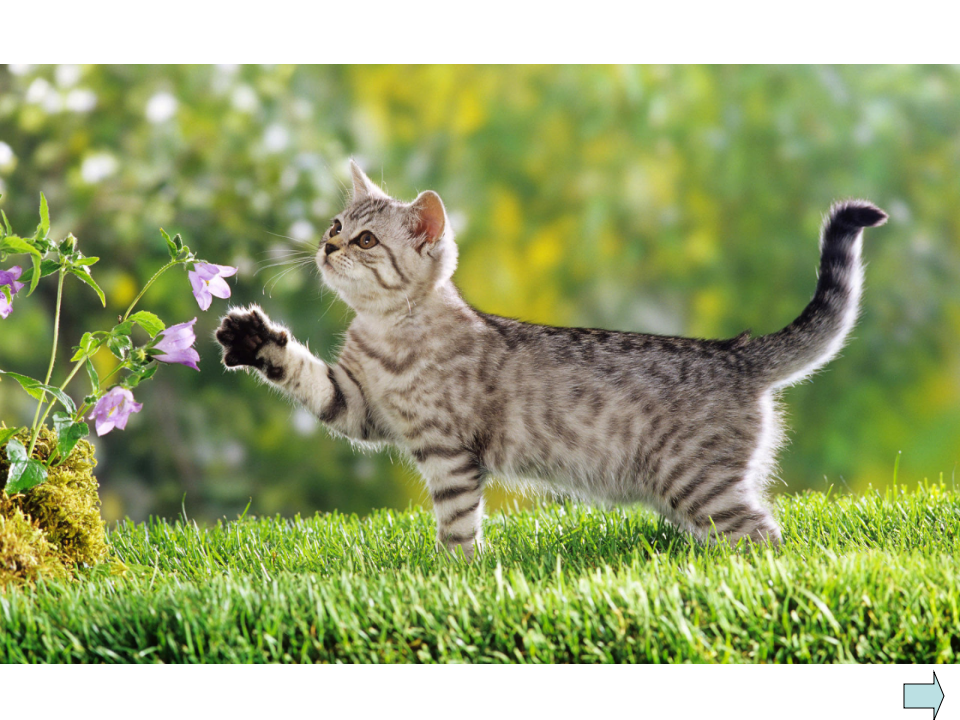 大班 《猫咪的故事》_06.png
