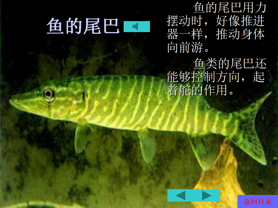 I02大班语言《小白兔借尾巴》 PPT课件_23.png