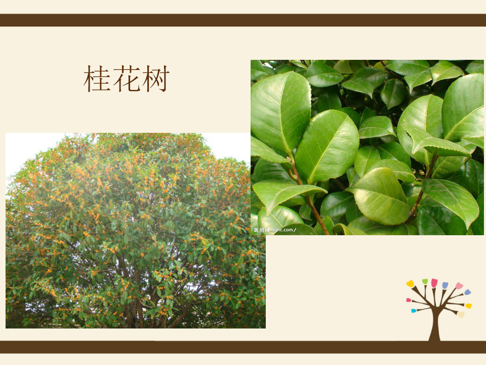 13-大班科学《落叶树与常青树》课件_05.png