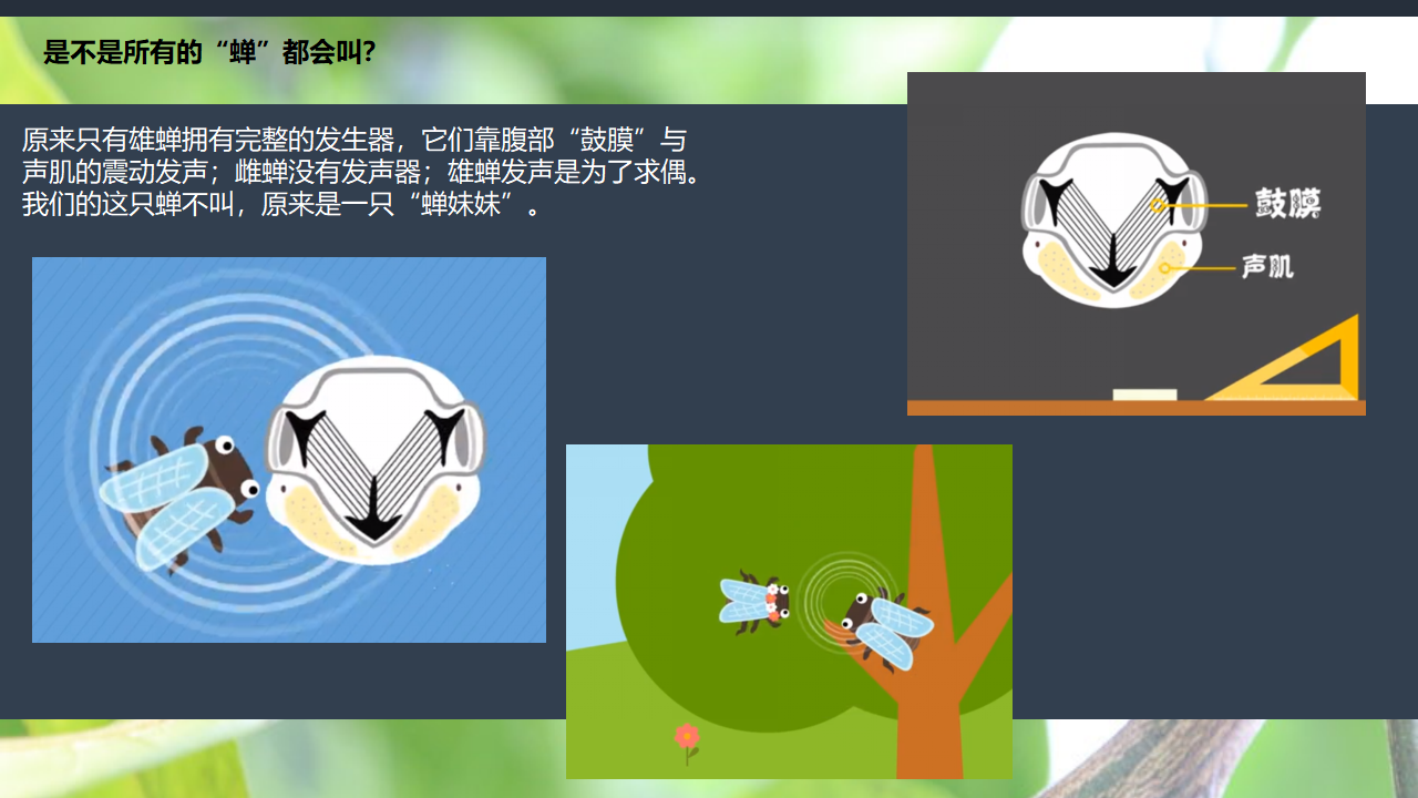 [94]幼儿园班本课程《蝉的秘密》23页_13.png