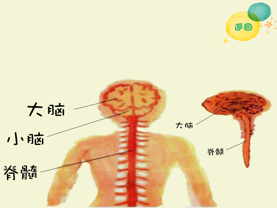 大班健康《神奇的脑》课件_15.png