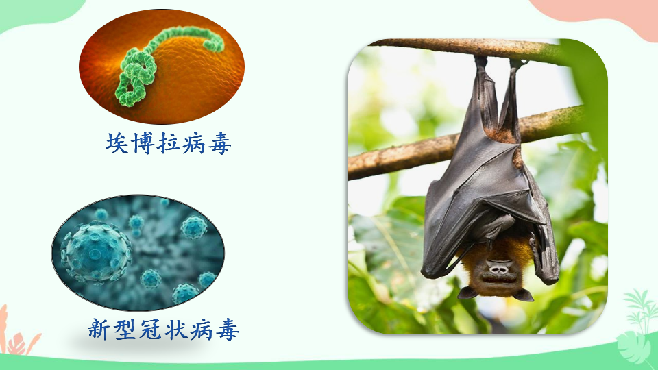 大班健康《拒吃野生动物》课件_32.png
