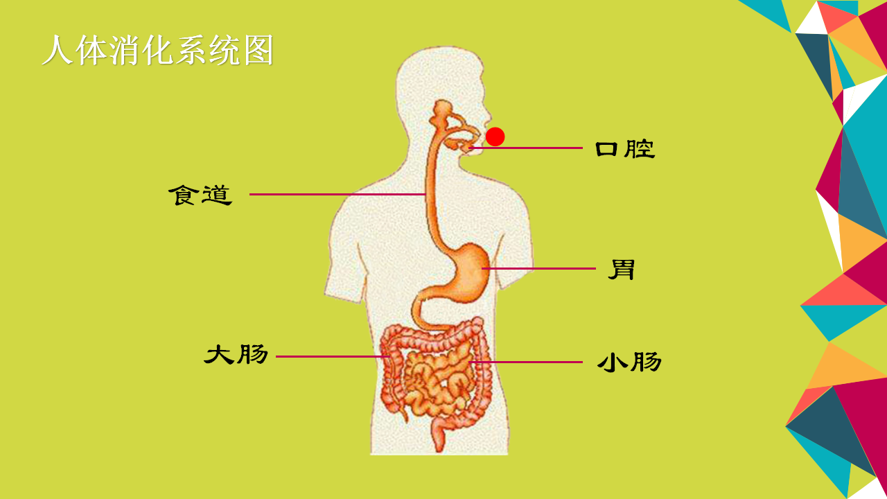 大班科学《食物冒险旅行》微课件_07.png
