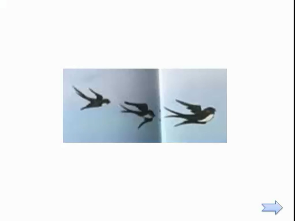 大班科学《冬天里的动物》课件_18.png