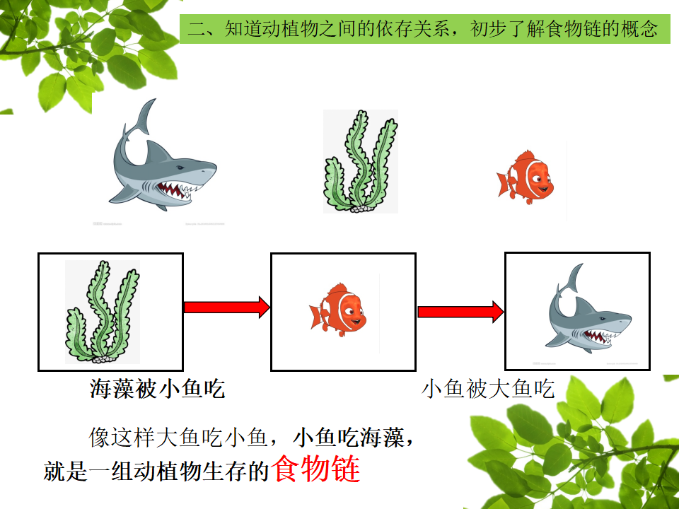 大班科学《大鱼吃小鱼》课件_05.png