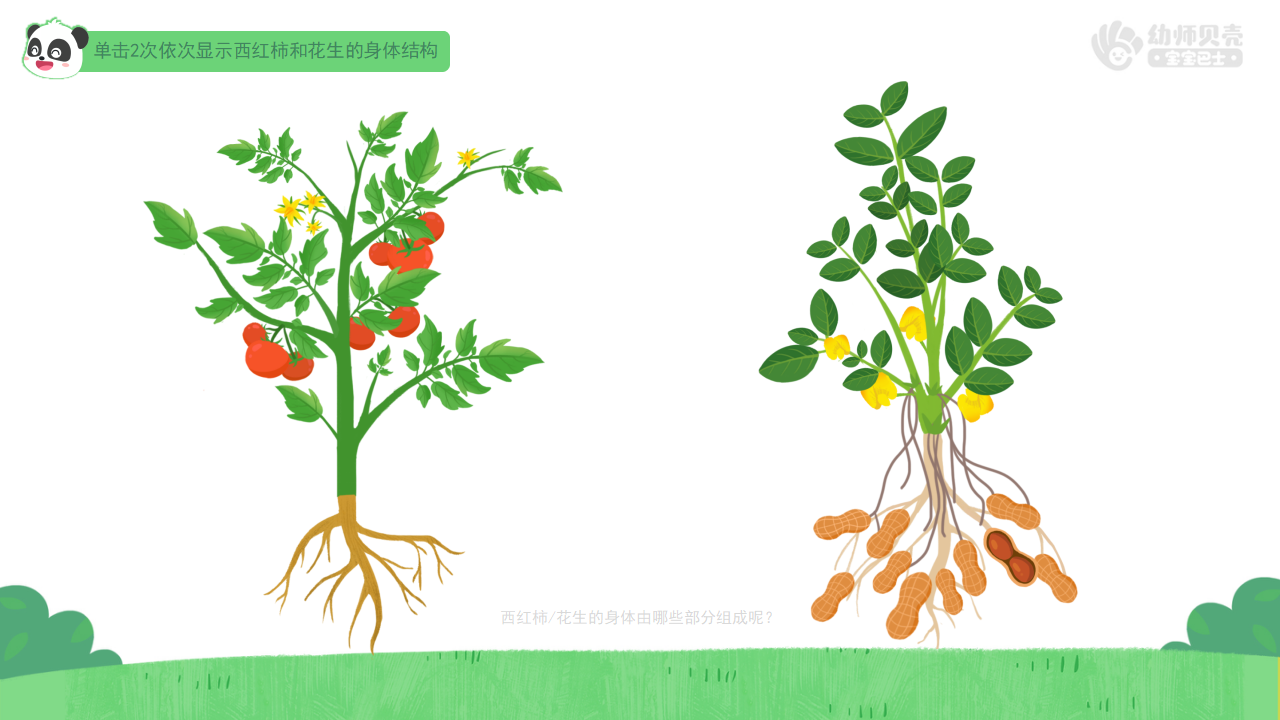 大班-科学-植物的身体结构-课件（基础版）_06.png