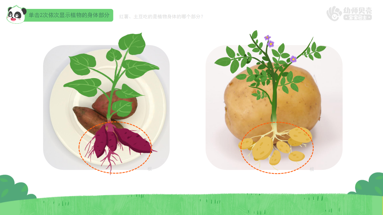 大班-科学-植物的身体结构-课件（基础版）_14.png