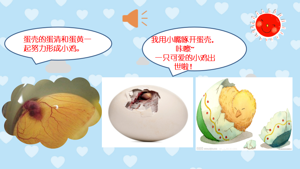 小班科学《鸡宝宝长大了》课件_10.png