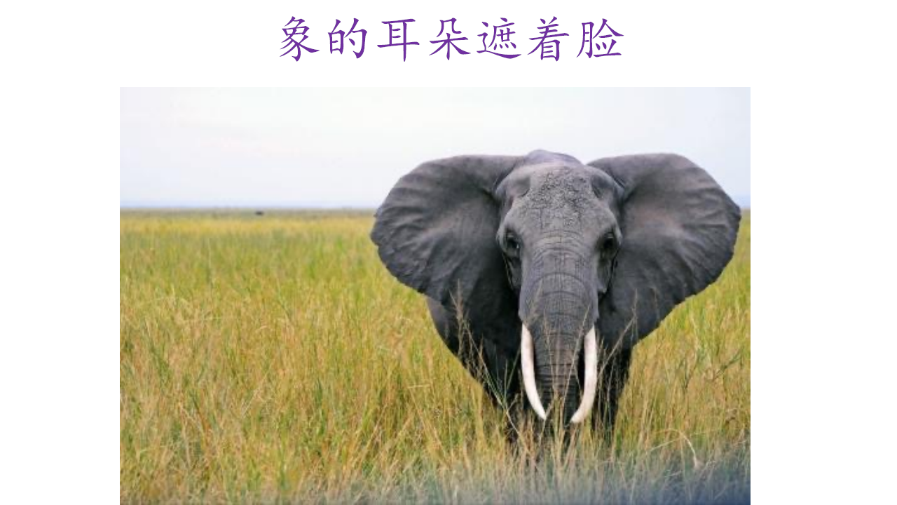 小班语言《谁的耳朵》课件_07.png