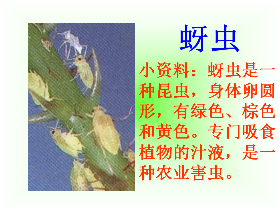 七星瓢虫1_09.png