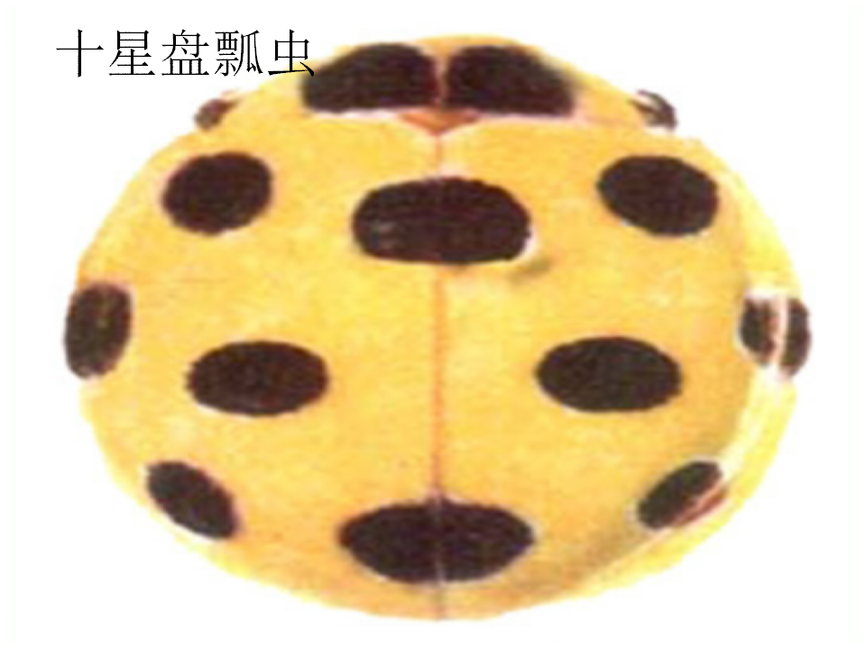 七星瓢虫1_13.png