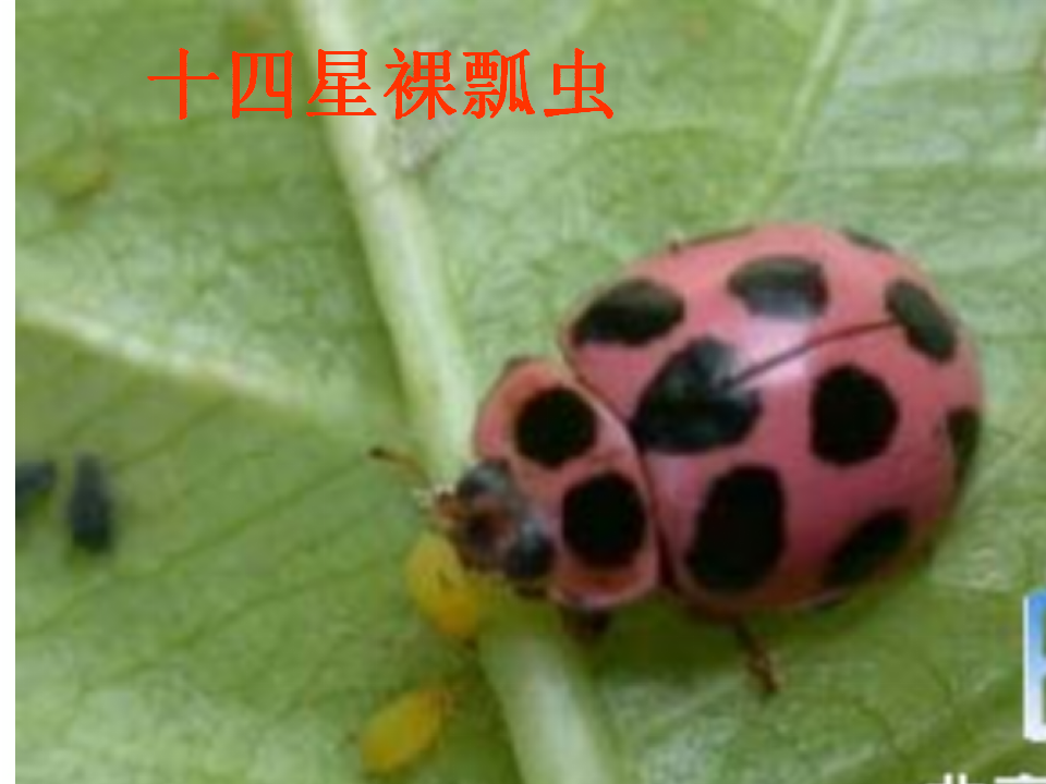 七星瓢虫1_12.png