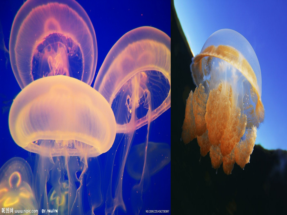 《海底世界》_03.png