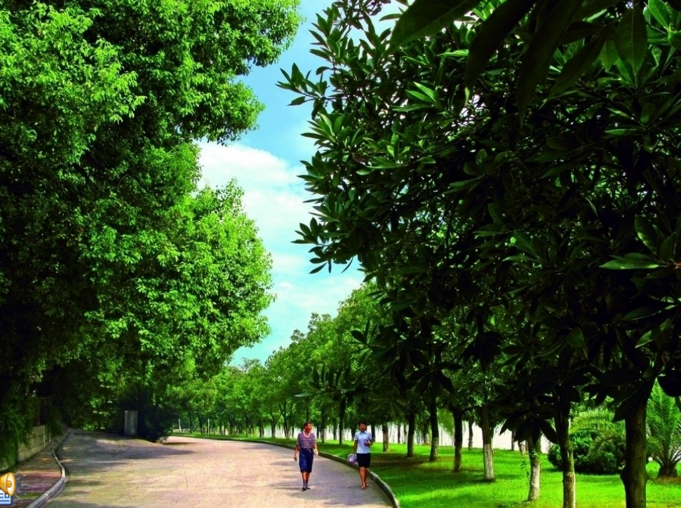 PPT课件马路边的树.html_02.png