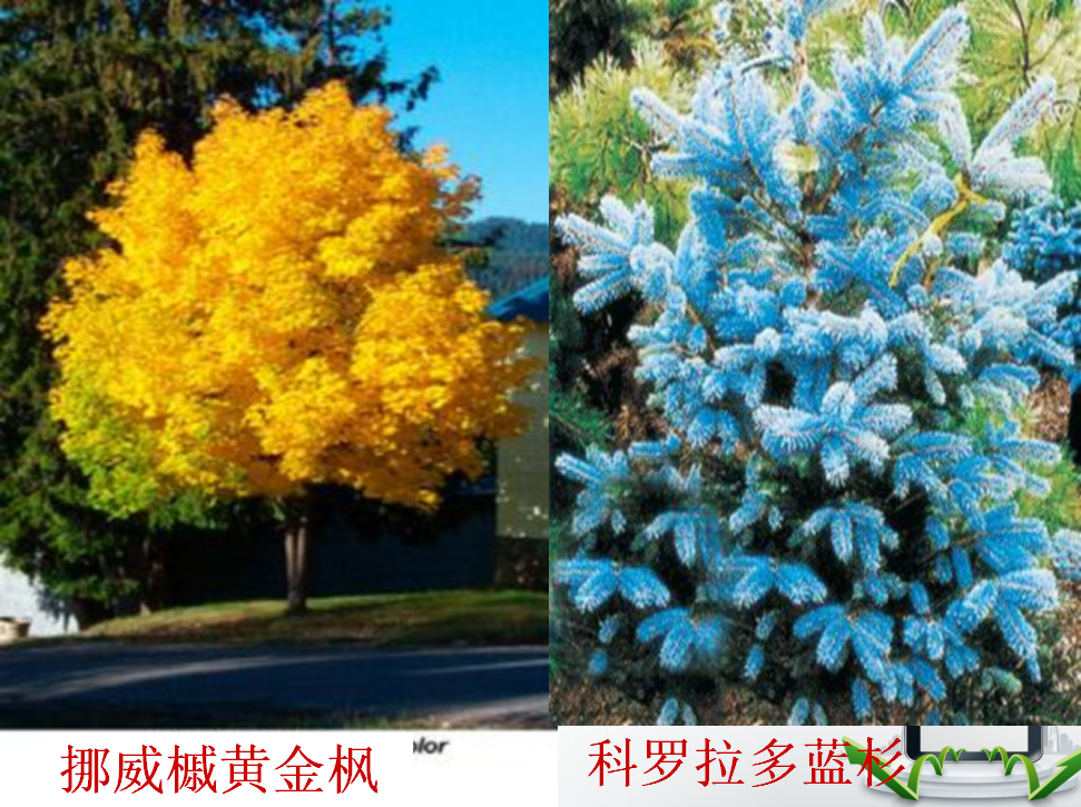 PPT课件马路边的树.html_15.png