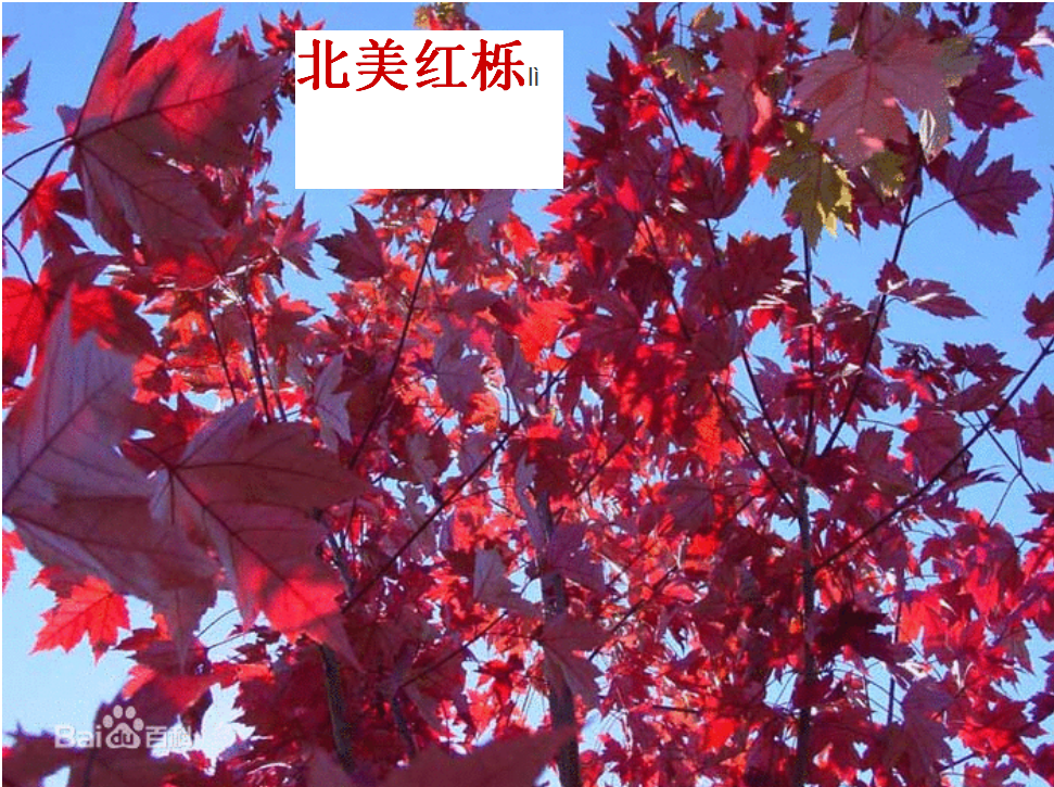PPT课件马路边的树.html_17.png