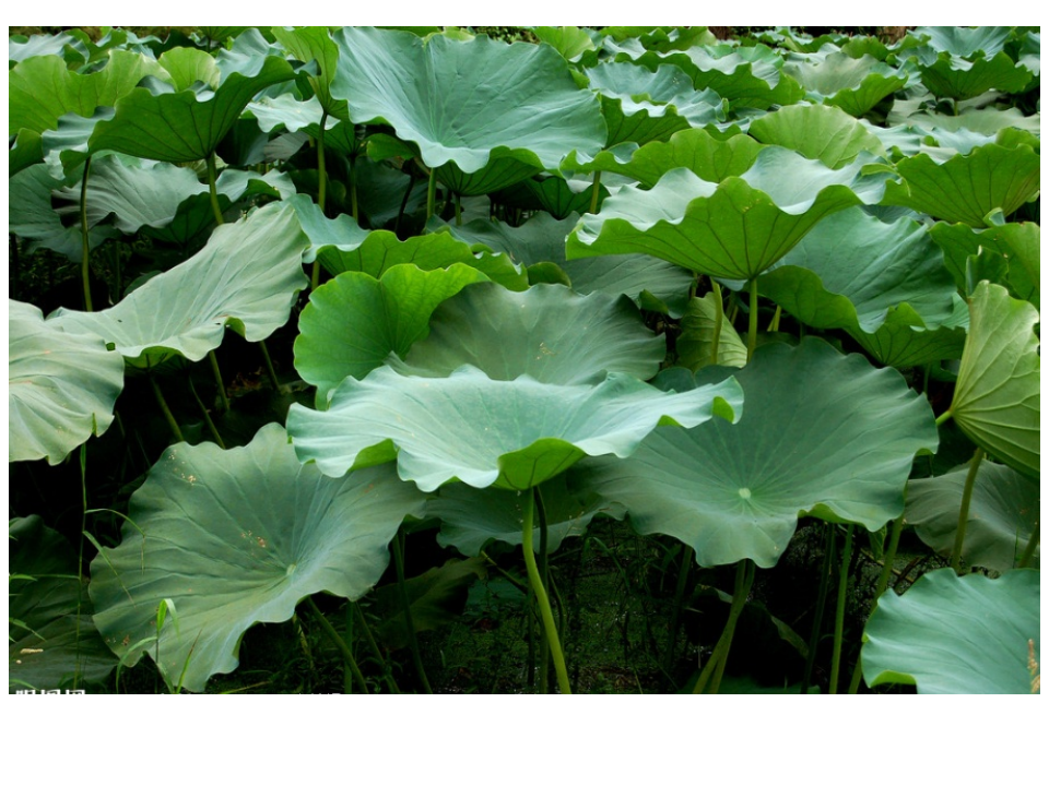小青蛙捉害虫_04.png
