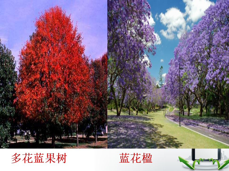 PPT课件马路边的树.html_16.png