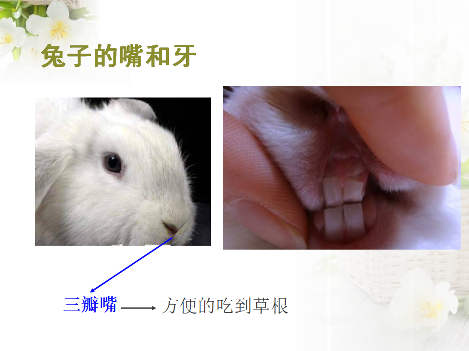 一年级上册科学课件-2.5猫和兔-人教版（2017）（共28张PPT）_20.png