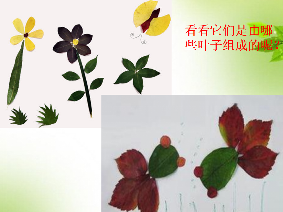 1《各种各样的叶 》人教版（2017） 共14张PPT_13.png