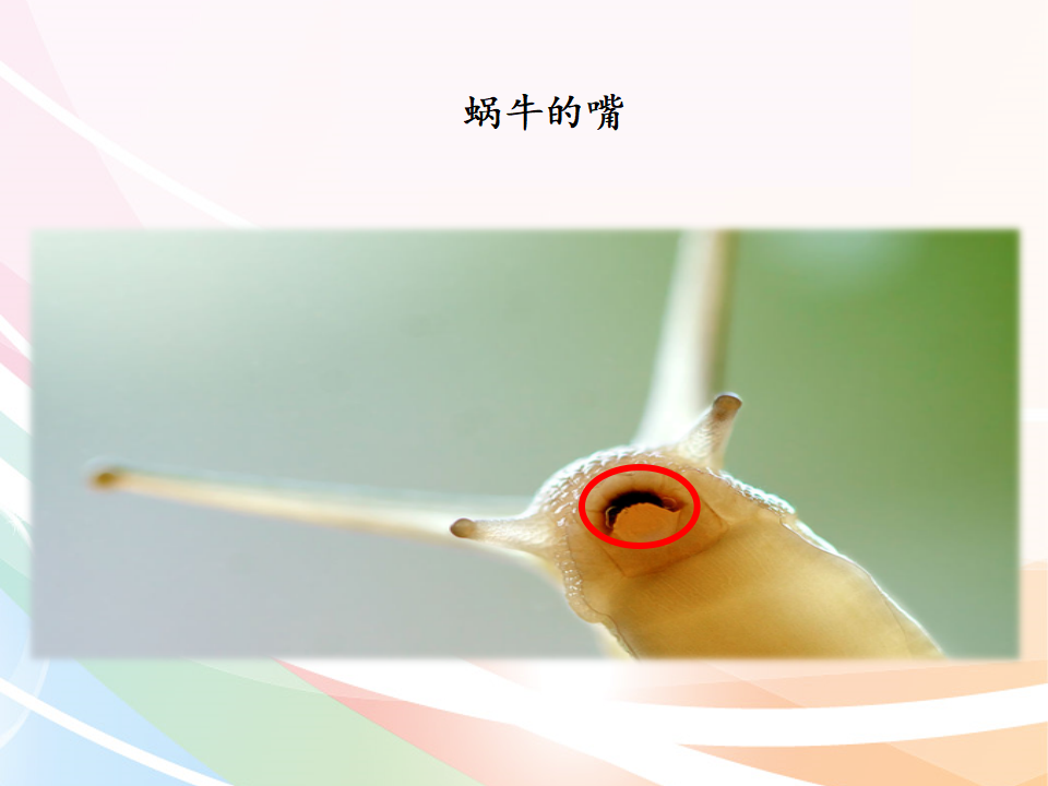 二年级下册科学课件-8蜗牛-鄂教版共19张PPT_07.png