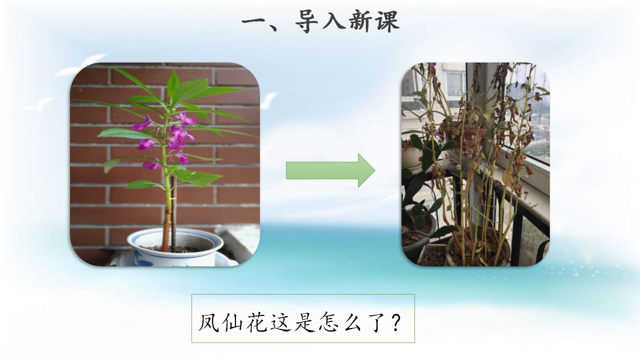 【教学课件】8 凤仙花的一生 示范课件1_02.png