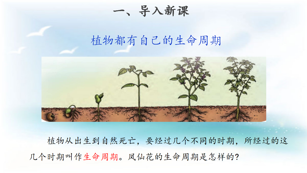 【教学课件】8 凤仙花的一生 示范课件1_03.png