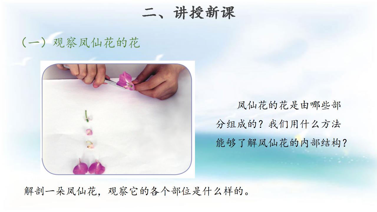 【教学课件】7 花 果实 种子 示范课件1_04.png