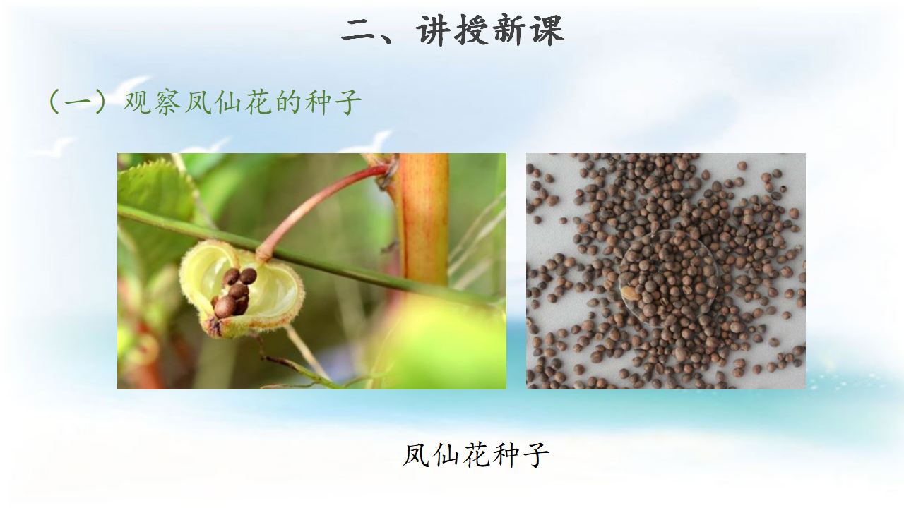 【教学课件】4 播种发芽 示范课件1_04.png
