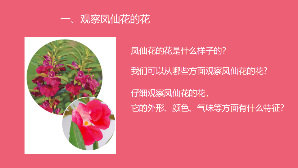 7《花、果实、种子》人教版（2017） 共13张PPT_03.png