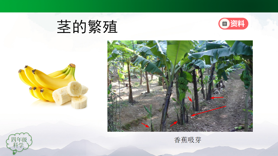 四年级 科学 不用种子怎样繁殖_31.png
