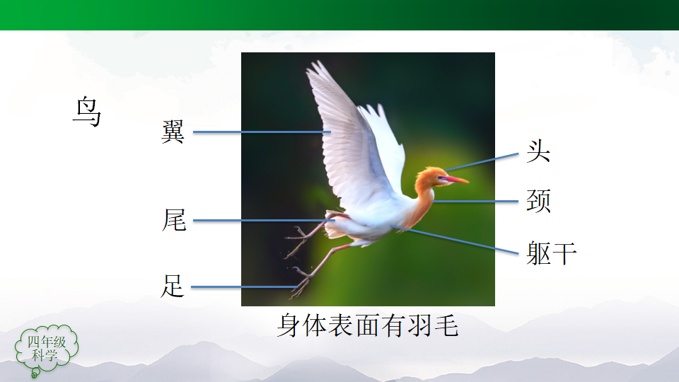 动物的分类（第一课时）_09.png