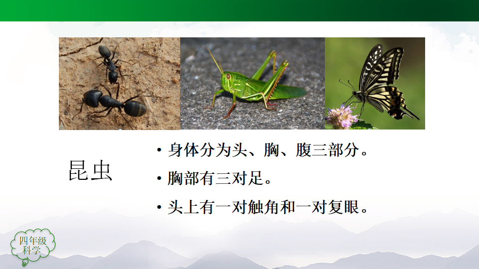 动物的分类（第一课时）_31.png
