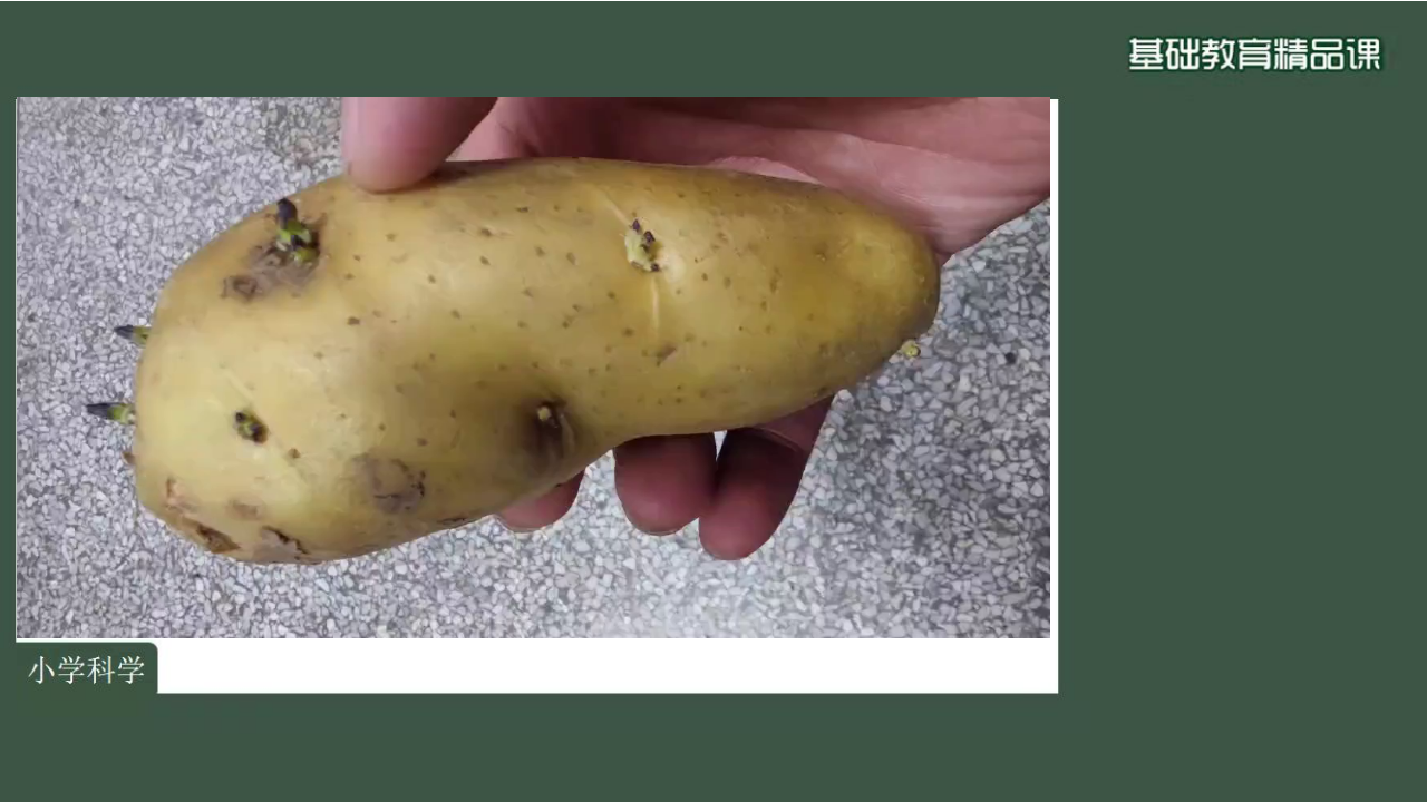 《不用种子怎样繁殖》PPT_08.png