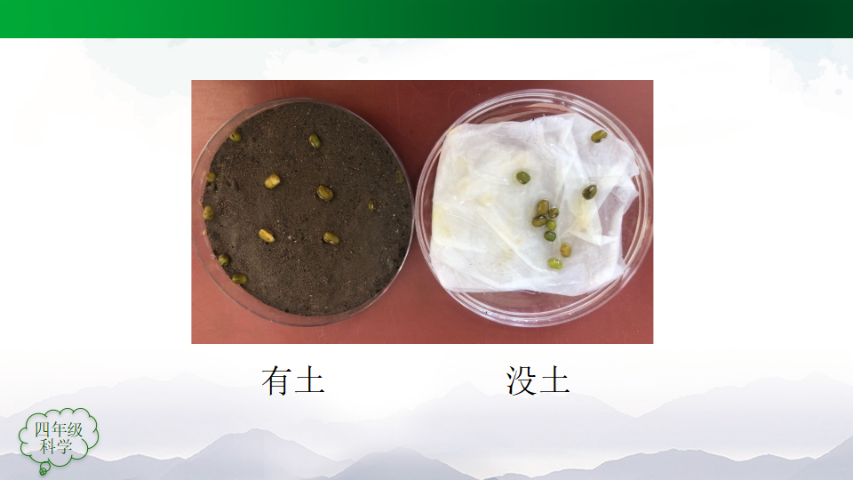 2.4用种子繁殖第二课时课件47张ppt 5个内嵌视频_32.png