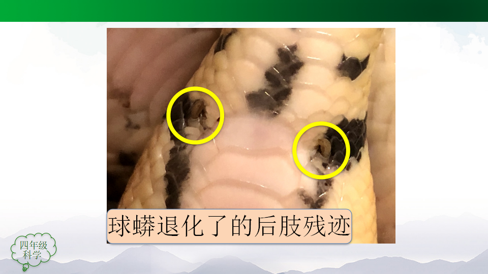 1.2 动物的分类（第2课时）课件44张ppt 内嵌视频_24.png