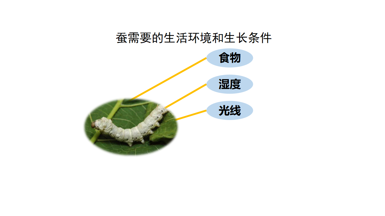 四年级【科学（人教鄂教版）】怎样养蚕-课件_08.png