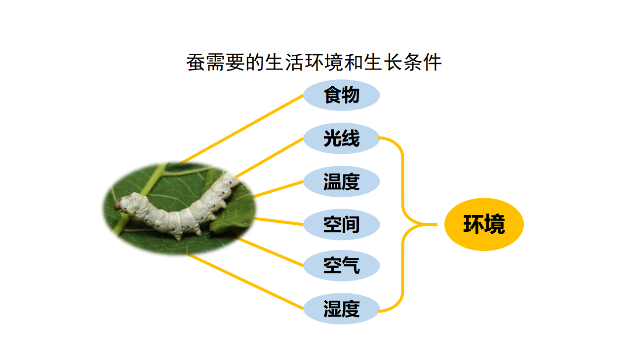 四年级【科学（人教鄂教版）】怎样养蚕-课件_13.png