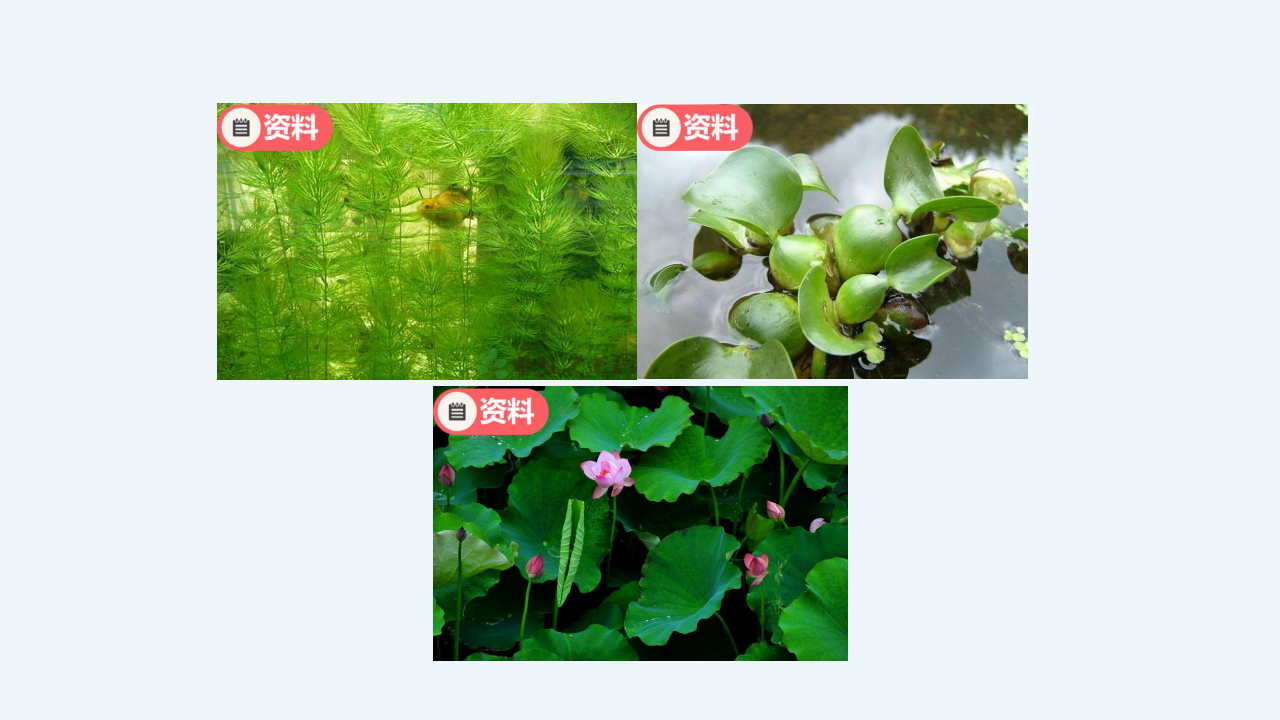 四年级【学科（人教鄂教版）】10《不同环境中的植物》-课件_10.png