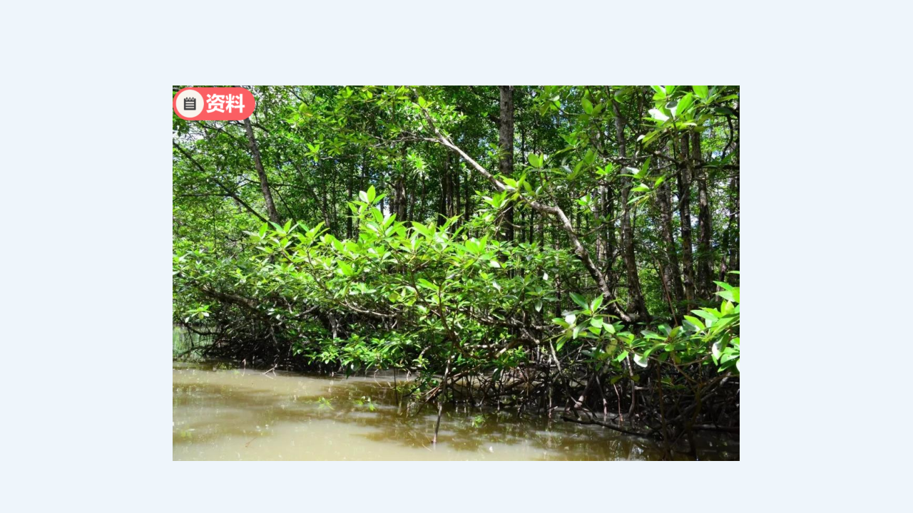 四年级【学科（人教鄂教版）】10《不同环境中的植物》-课件_42.png