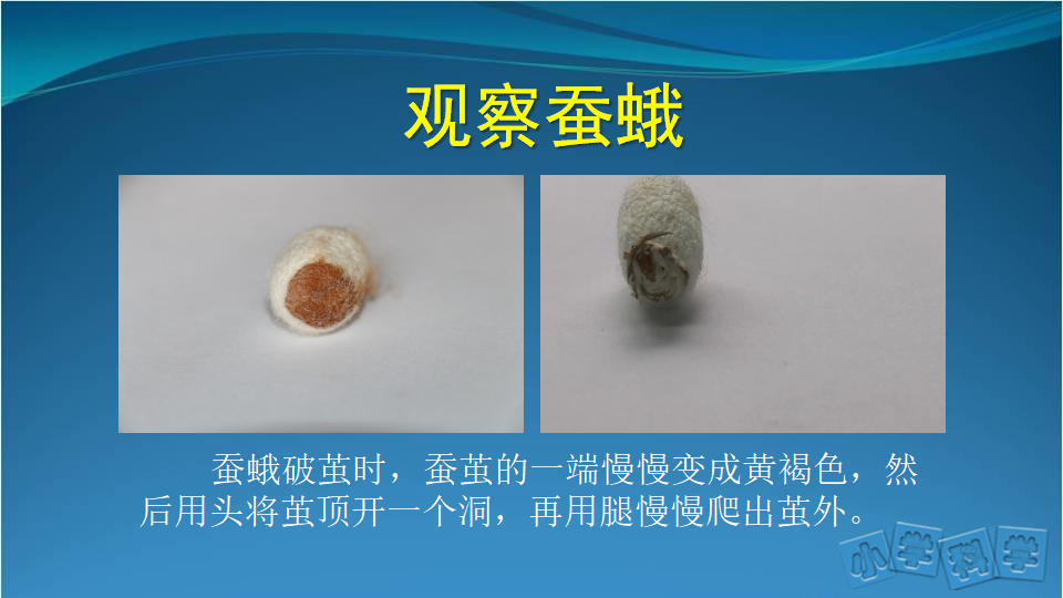 7.蚕的生长变化（二）课件_04.png