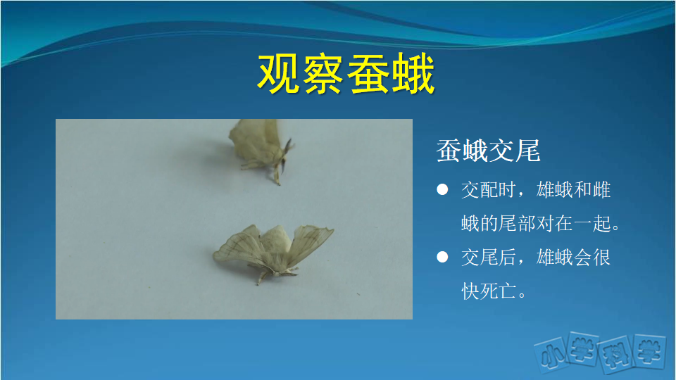 7.蚕的生长变化（二）课件_09.png